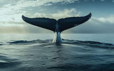 Stai inseguendo Moby Dick?