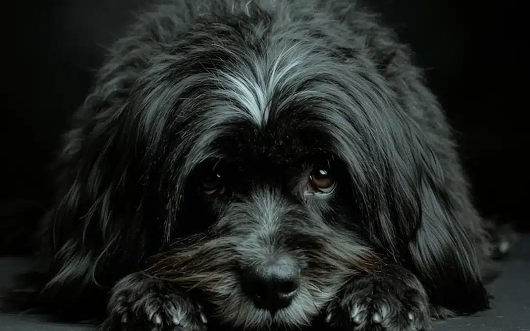 “Liberati dei cani tristi”: il consiglio di David Ogilvy che molti manager ignorano.