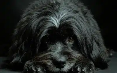 “Liberati dei cani tristi”: il consiglio di David Ogilvy che molti manager ignorano.